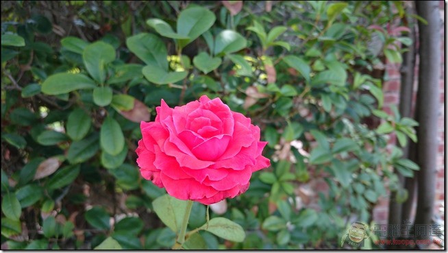 Sony-Xperia-Z3plus-pic07 Sony-Xperia-Z3plus-pic07