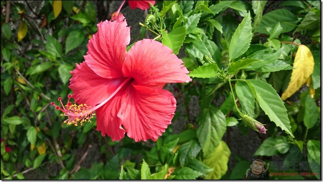 Sony-Xperia-Z3plus-pic09 Sony-Xperia-Z3plus-pic09