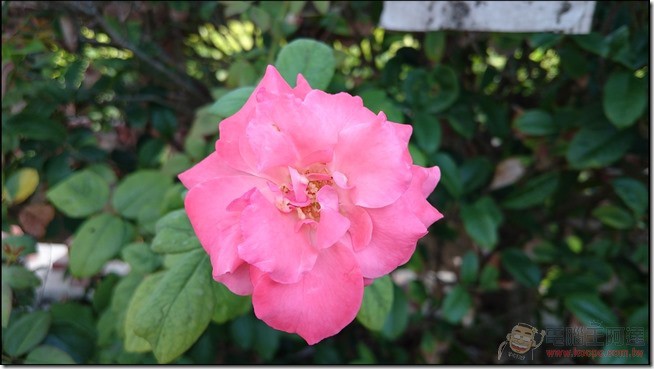 Sony-Xperia-Z3plus-pic08 Sony-Xperia-Z3plus-pic08