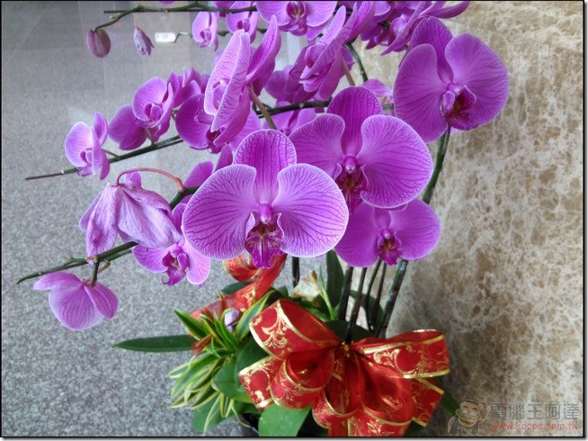 nEO_IMG_ASUS ZenPad 8.0 (13) nEO_IMG_ASUS ZenPad 8.0 (13)