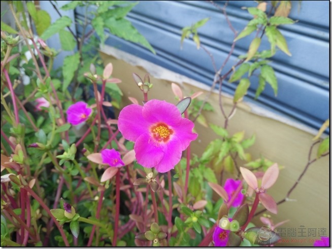 nEO_IMG_OPPO-R7-Photo-10 nEO_IMG_OPPO-R7-Photo-10