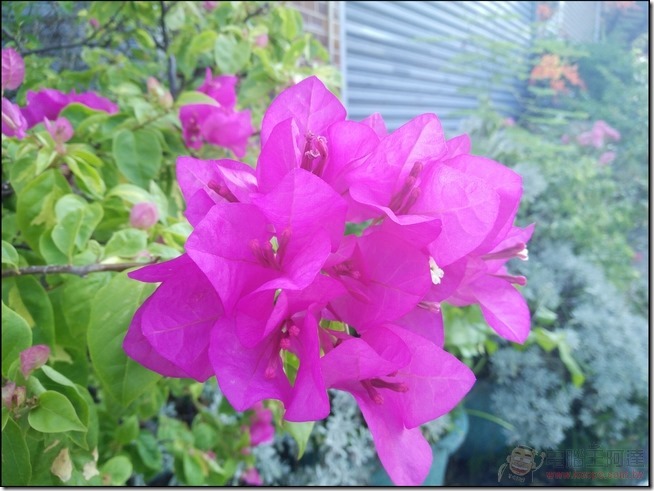 nEO_IMG_OPPO-R7-Photo-17 nEO_IMG_OPPO-R7-Photo-17