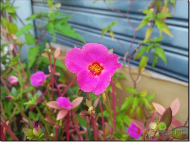 nEO_IMG_OPPO-Mirror-5S-PHOTO-11 nEO_IMG_OPPO-Mirror-5S-PHOTO-11