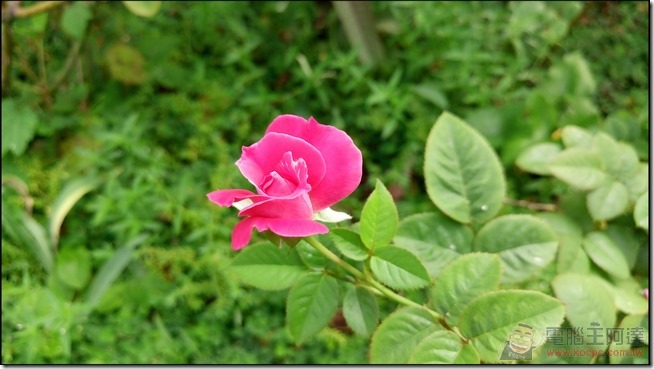 Sony-Xperia-M5-PIC-08 Sony-Xperia-M5-PIC-08