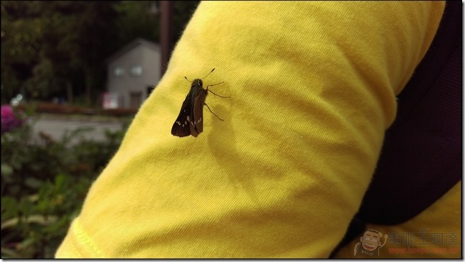 nEO_IMG_Butterfly3-PHOTO-20 nEO_IMG_Butterfly3-PHOTO-20