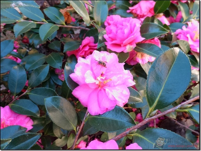 ZenFone-Zoom-Pic-22 ZenFone-Zoom-Pic-22