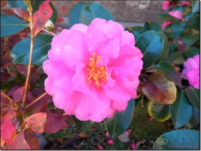 ZenFone-Zoom-Pic-23 ZenFone-Zoom-Pic-23