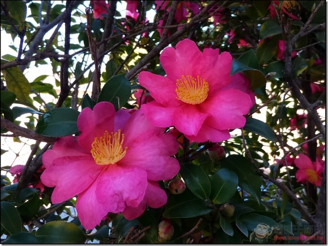 ZenFone-Zoom-Pic-24 ZenFone-Zoom-Pic-24