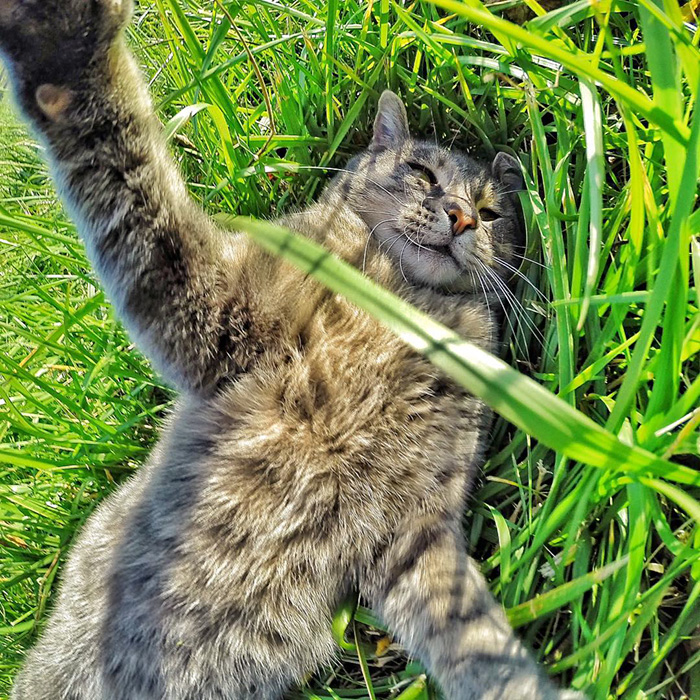 連貓都比你還會自拍了,你還不會自拍嗎? - 電腦王阿達 manny-cat-takes-selfies-dogs-gopro-4