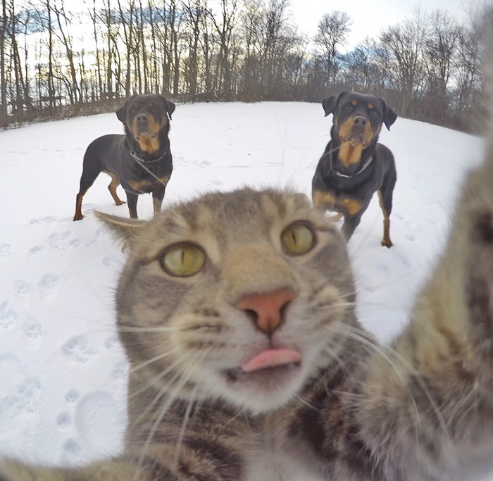 連貓都比你還會自拍了,你還不會自拍嗎? - 電腦王阿達 manny-cat-takes-selfies-dogs-gopro-15