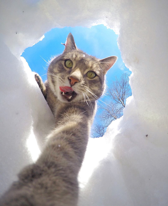 連貓都比你還會自拍了,你還不會自拍嗎? - 電腦王阿達 manny-cat-takes-selfies-dogs-gopro-16