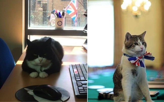 cat_1-large_trans++qVzuuqpFlyLIwiB6NTmJwfSVWeZ_vEN7c6bHu2jJnT8.jpg Cat 1 large trans++qVzuuqpFlyLIwiB6NTmJwfSVWeZ vEN7c6bHu2jJnT8