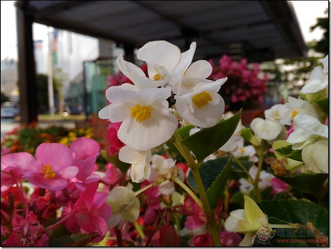 ZenFone Max-實拍-21 ZenFone Max-實拍-21