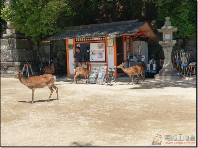 嚴島自由行-11 嚴島自由行-11