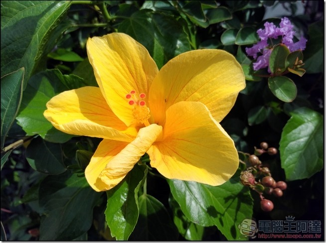 ZenFone3-Ultra-拍照-07 ZenFone3-Ultra-拍照-07