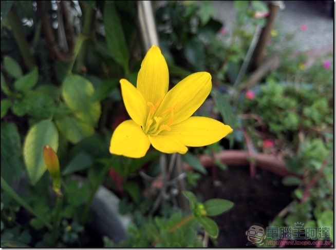 ZenFone3-Ultra-拍照-09 ZenFone3-Ultra-拍照-09