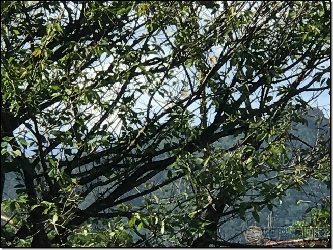 nEO_IMG_iPhone-7-Plus-雙鏡頭拍攝樣張-03 nEO_IMG_iPhone-7-Plus-雙鏡頭拍攝樣張-03