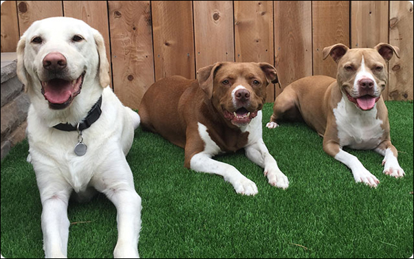 3dogs1.jpg 3dogs1