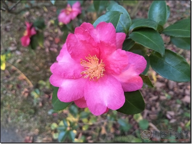 OPPO-R9-樣張-18 OPPO-R9-樣張-18
