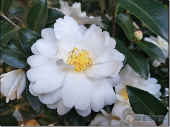 OPPO-R9-樣張-20 OPPO-R9-樣張-20