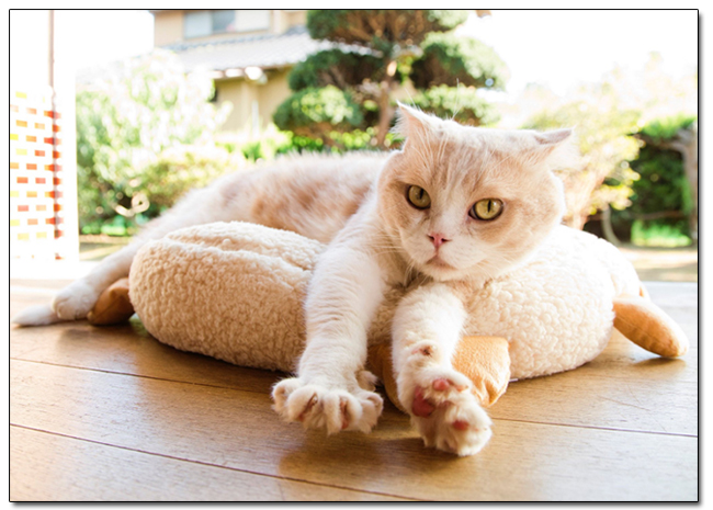 《ねこあつめ》改編真「貓」版電影,失意小說家與一大群貓的幸福生活 - 電腦王阿達 《ねこあつめ》改編真「貓」版電影,失意小說家與一大群貓的幸福生活 - 電腦王阿達