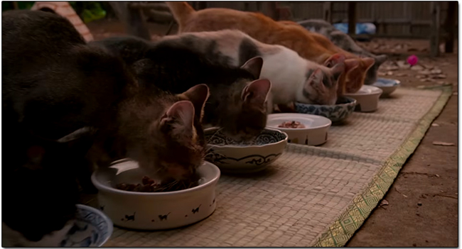 《ねこあつめ》改編真「貓」版電影，失意小說家與一大群貓的幸福生活 - 電腦王阿達