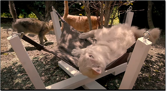 《ねこあつめ》改編真「貓」版電影，失意小說家與一大群貓的幸福生活 - 電腦王阿達