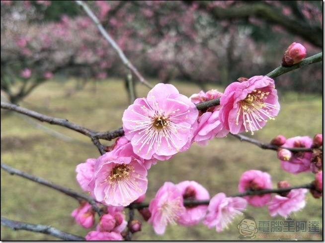 OPPO-R9s-Plus-樣張-15 OPPO-R9s-Plus-樣張-15