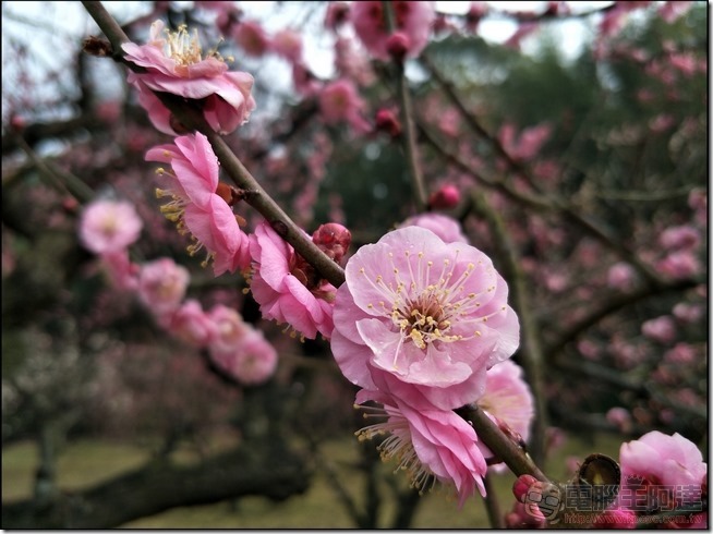 OPPO-R9s-Plus-樣張-16 OPPO-R9s-Plus-樣張-16