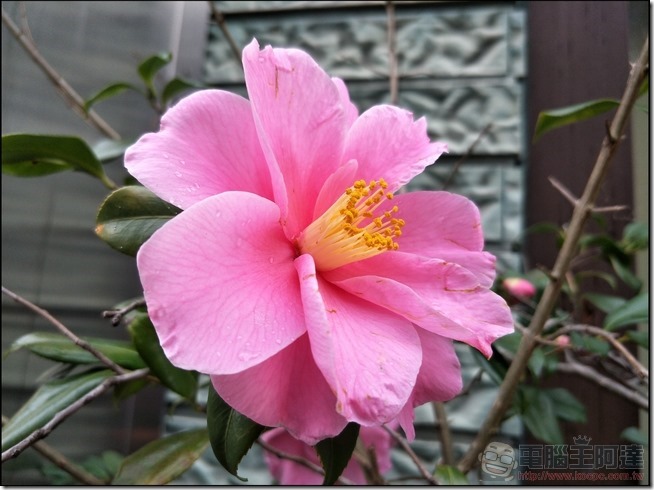 OPPO-R9s-Plus-樣張-18 OPPO-R9s-Plus-樣張-18