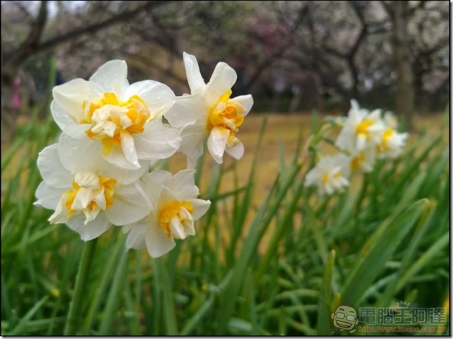 ASUS-ZenFone3-Zoom-樣張-16 ASUS-ZenFone3-Zoom-樣張-16