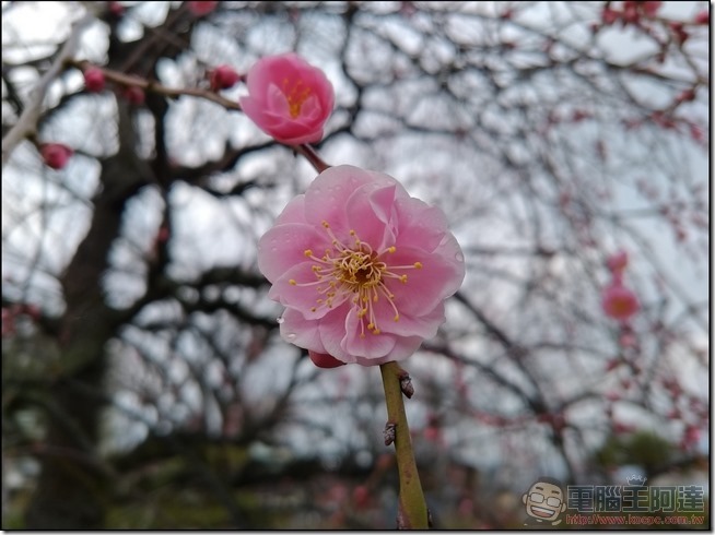 ASUS-ZenFone3-Zoom-樣張-17 ASUS-ZenFone3-Zoom-樣張-17