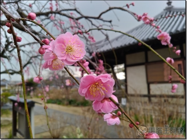 ASUS-ZenFone3-Zoom-樣張-19 ASUS-ZenFone3-Zoom-樣張-19