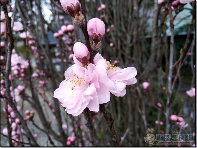 Sharp-Z3-拍攝樣張-16 Sharp-Z3-拍攝樣張-16