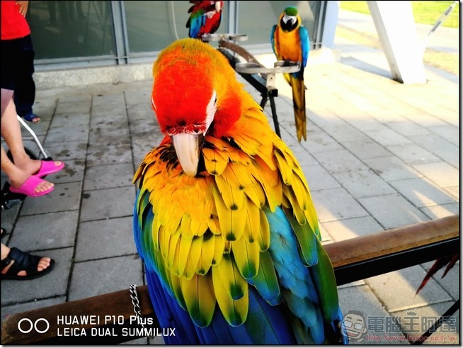 HUAWEI P10 Plus 樣張 -18 HUAWEI P10 Plus 樣張 -18