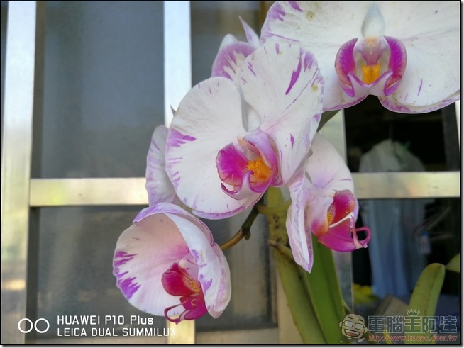 HUAWEI P10 Plus 樣張 -21 HUAWEI P10 Plus 樣張 -21