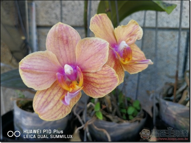 HUAWEI P10 Plus 樣張 -22 HUAWEI P10 Plus 樣張 -22