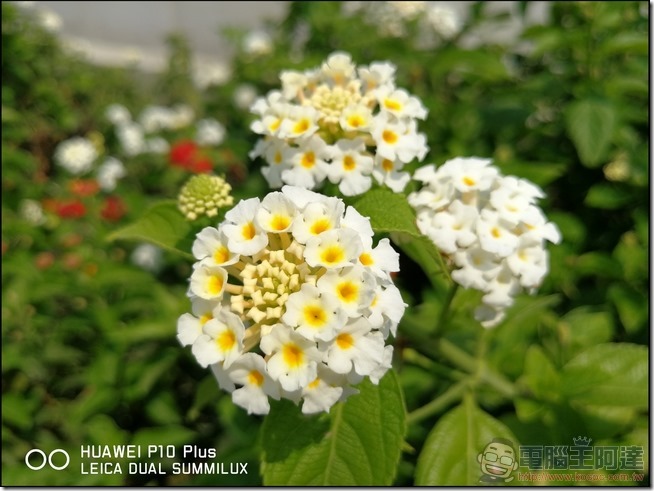 HUAWEI P10 Plus 樣張 -23 HUAWEI P10 Plus 樣張 -23