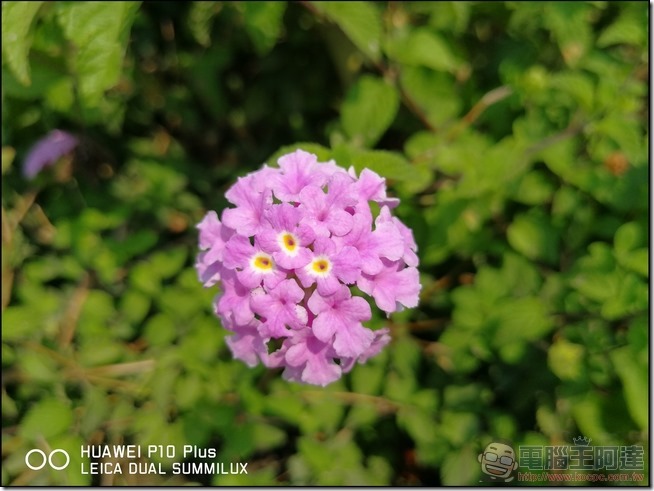 HUAWEI P10 Plus 樣張 -24 HUAWEI P10 Plus 樣張 -24