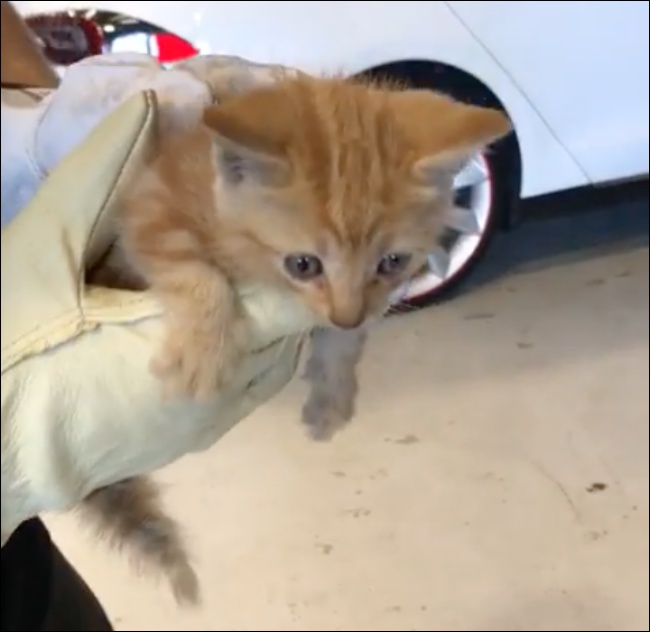 貓咪誤闖電動車，技師從 Tesla Model X 後保桿中救出受驚貓咪 - 電腦王阿達