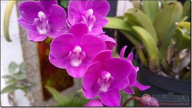 Panasonic ELUGA WE 拍照樣張 -07 Panasonic ELUGA WE 拍照樣張 -07