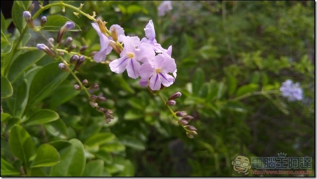 Panasonic ELUGA WE 拍照樣張 -09 Panasonic ELUGA WE 拍照樣張 -09
