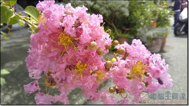 Panasonic ELUGA WE 拍照樣張 -10 Panasonic ELUGA WE 拍照樣張 -10