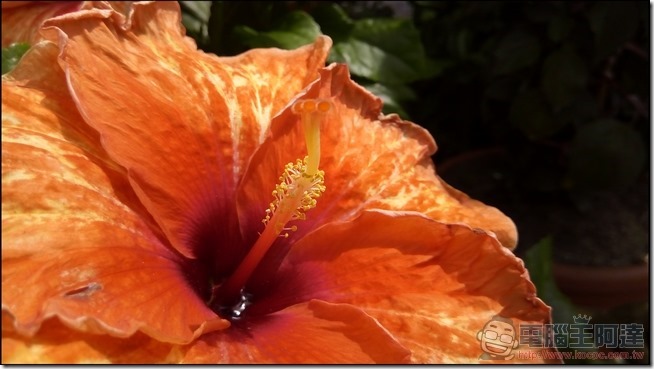 Panasonic ELUGA WE 拍照樣張 -11 Panasonic ELUGA WE 拍照樣張 -11