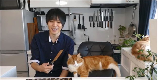 曬貓吧.jpg 曬貓吧