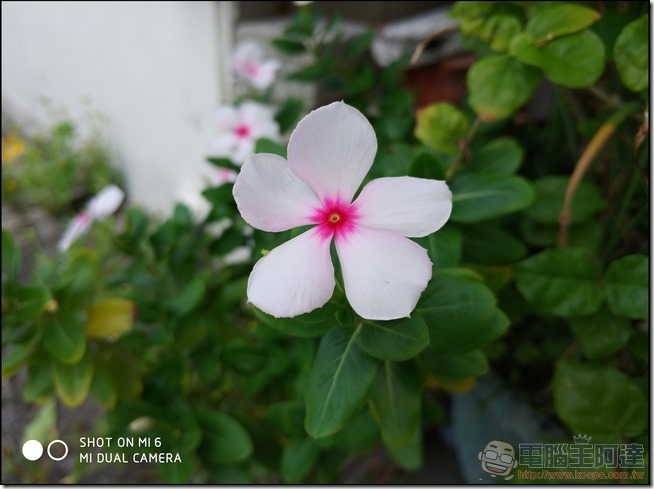 小米6 拍照樣張 -20 小米6 拍照樣張 -20