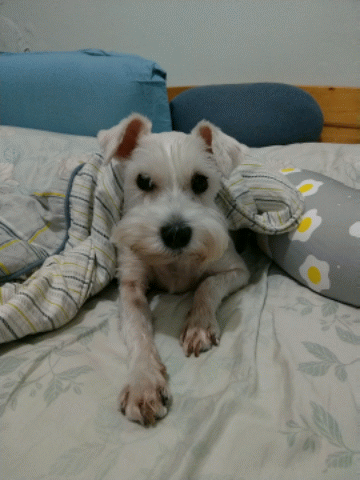 Google Motion Stills 登上 Android,直接用手機拍出 GIF 檔,還內建智慧穩定器 - 電腦王阿達 Google Motion Stills 登上 Android,直接用手機拍出 GIF 檔,還內建智慧穩定器 - 電腦王阿達