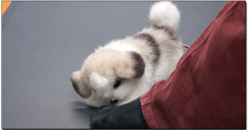 日本廠商發表可偵測氣味的 機器狗 ，以跌倒表示強烈腳臭 - 電腦王阿達