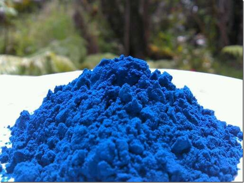 e27288516aa225b32e369b8c4606520b--spirulina-superfood e27288516aa225b32e369b8c4606520b--spirulina-superfood