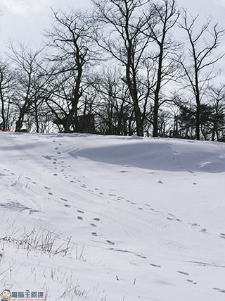 雪地足跡